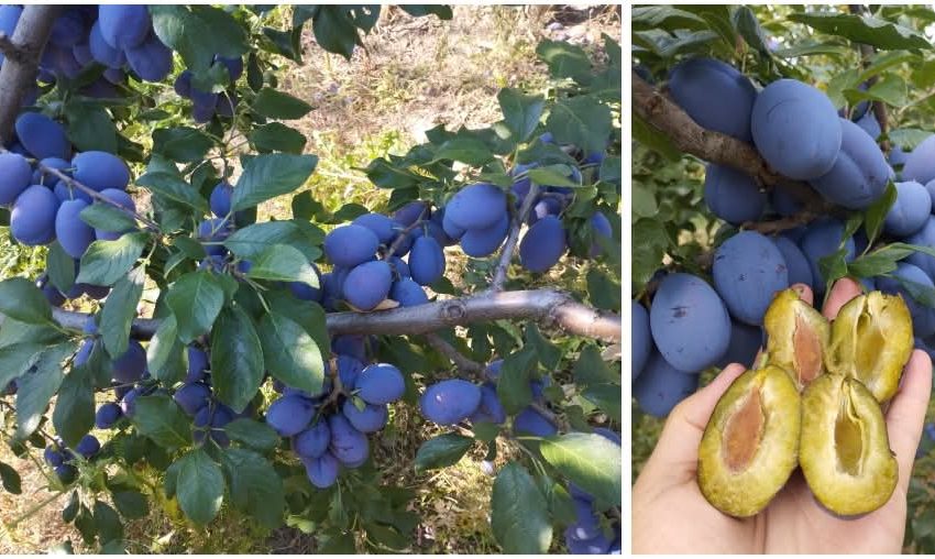  Prune românești, create la Stațiunea Pomicolă Bistrița: soiurile Iulia și Elena, direct de la producător