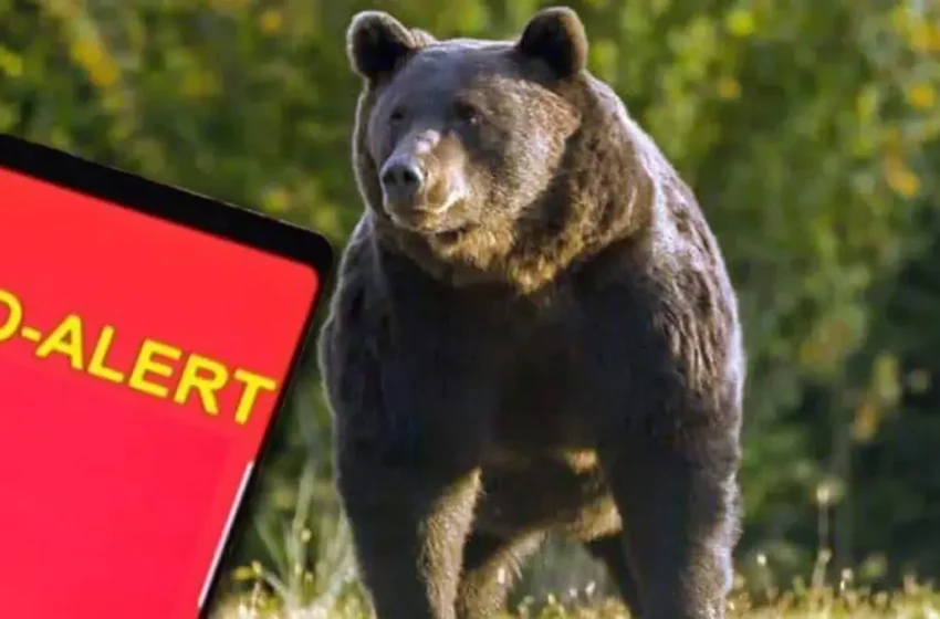  Urs semnalat în localitatea Sărata. Autoritățile au transmis mesaj RO-ALERT