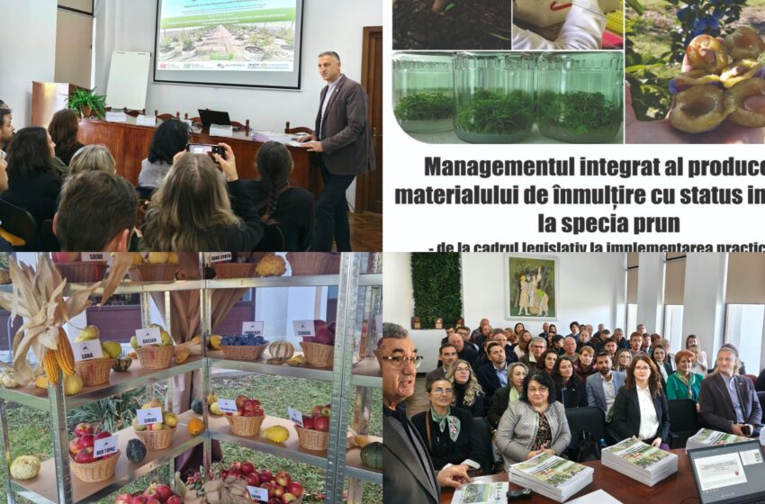  Cercetarea pomicolă din Bistrița, în prim-plan! Specialiștii caută soluții pentru un material săditor de prun sănătos. FOTO