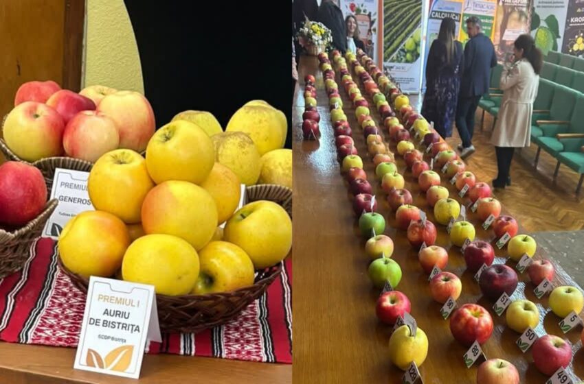  Două soiuri de măr create la Bistrița, premiate la nivel național! Auriu de Bistrița a câștigat Premiul I
