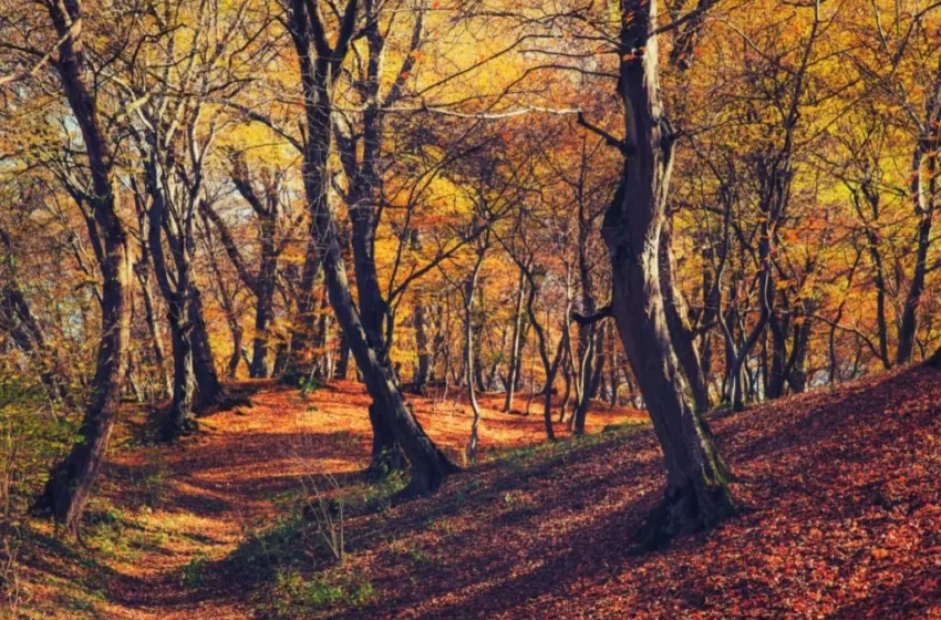  În pădurile din Bistrița-Năsăud se fură … ca-n codru! Amenzile sunt derizorii